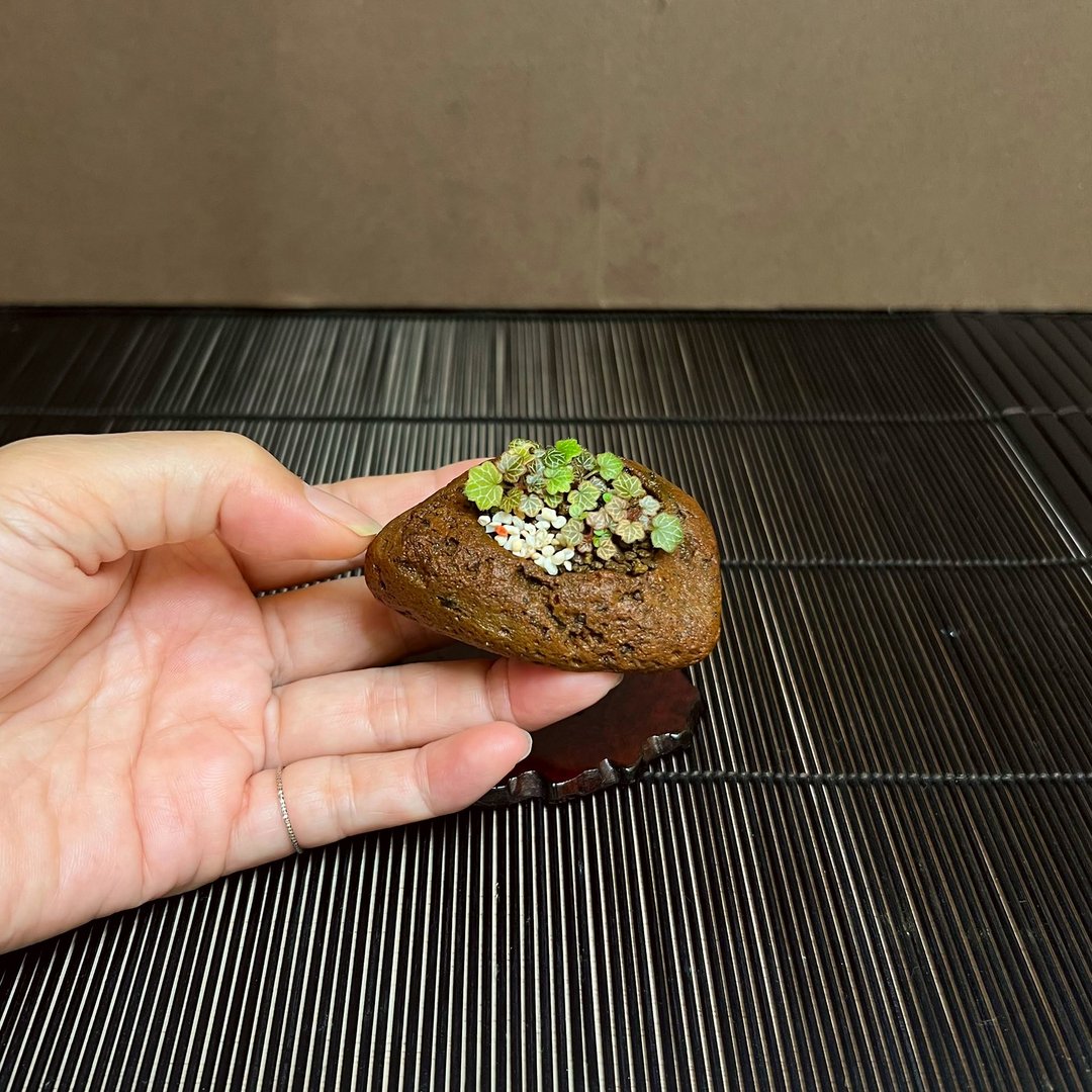 日本轻石钵极姬虎耳草∣讨喜疗愈豆盆栽 微光植物 - 植栽/盆栽 - 石头 
