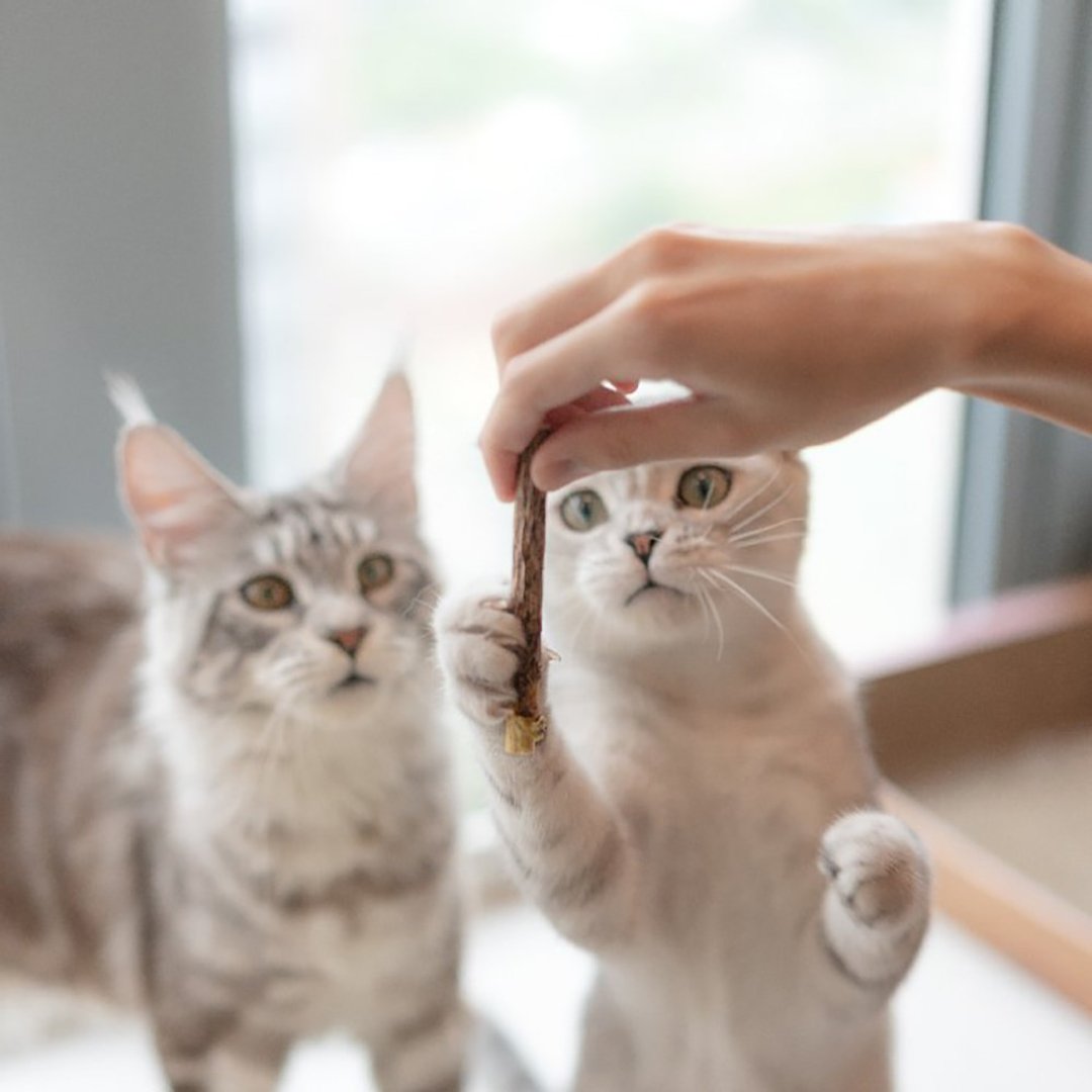 pidan木天蓼猫咪木天蓼棒植物猫薄荷猫磨牙棒洁齿棒猫零食猫玩具 - 玩具 - 其他材质 卡其色