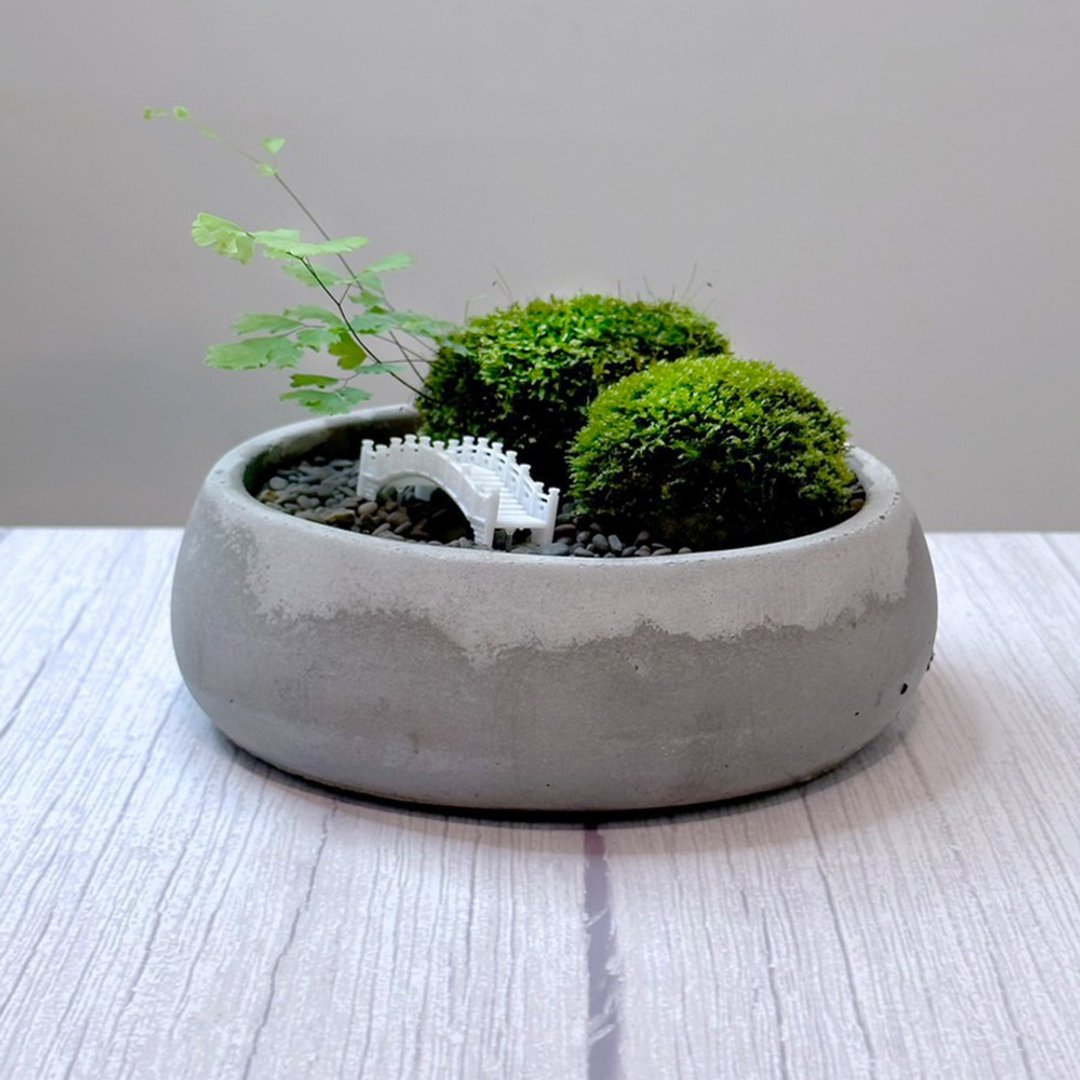 自然苔玉美学 - 石桥 - 植栽/盆栽 - 植物．花 