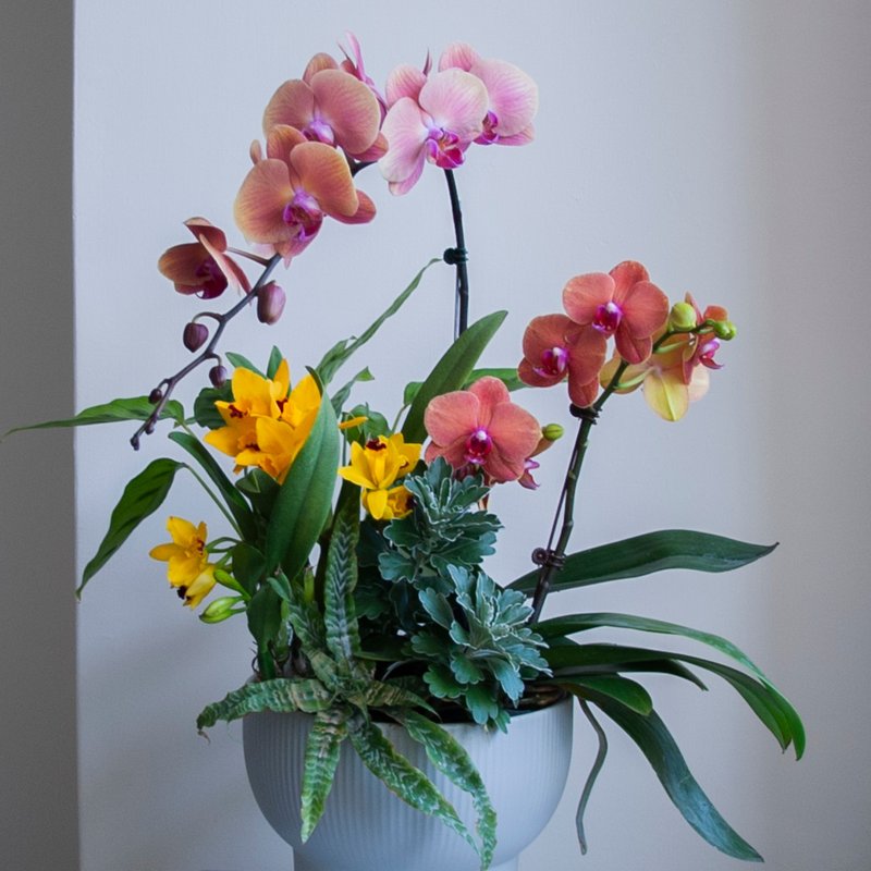 特殊兰花订制专区 | 荣升 | 开幕送礼 | 设计感盆栽 - 植栽/盆栽 - 植物．花 多色