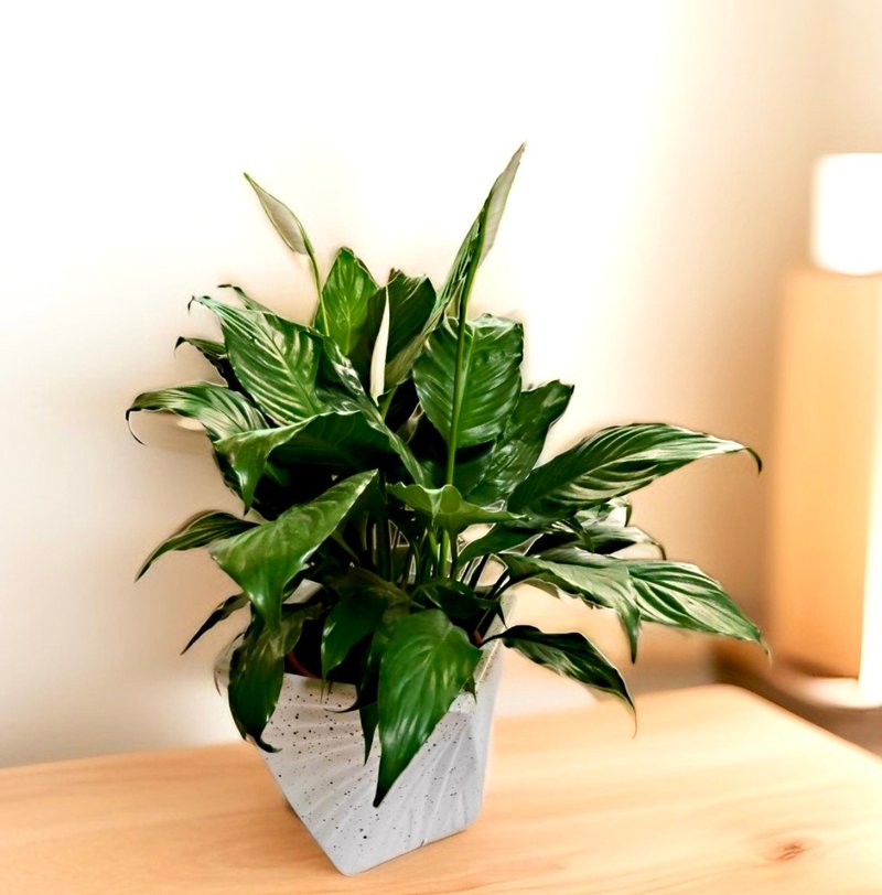 【空气净化】白鹤芋盆栽 新居乔迁开幕送礼客厅玄关摆设简约造型 - 植栽/盆栽 - 陶 