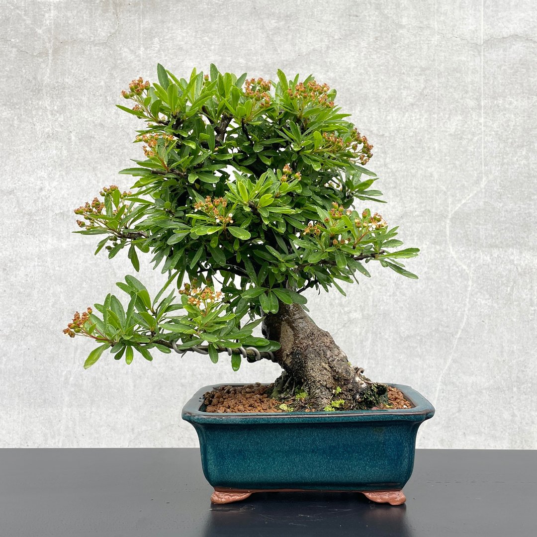 小品盆栽-红果状元红 精品 盆景 送礼 - 植栽/盆栽 - 植物．花 