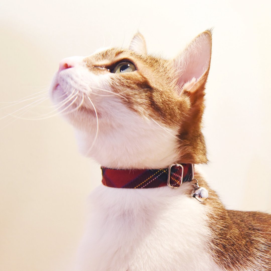 经典格纹猫咪项圈-使用安全扣【ZAZAZOO】 - 项圈/牵绳 - 棉 多色