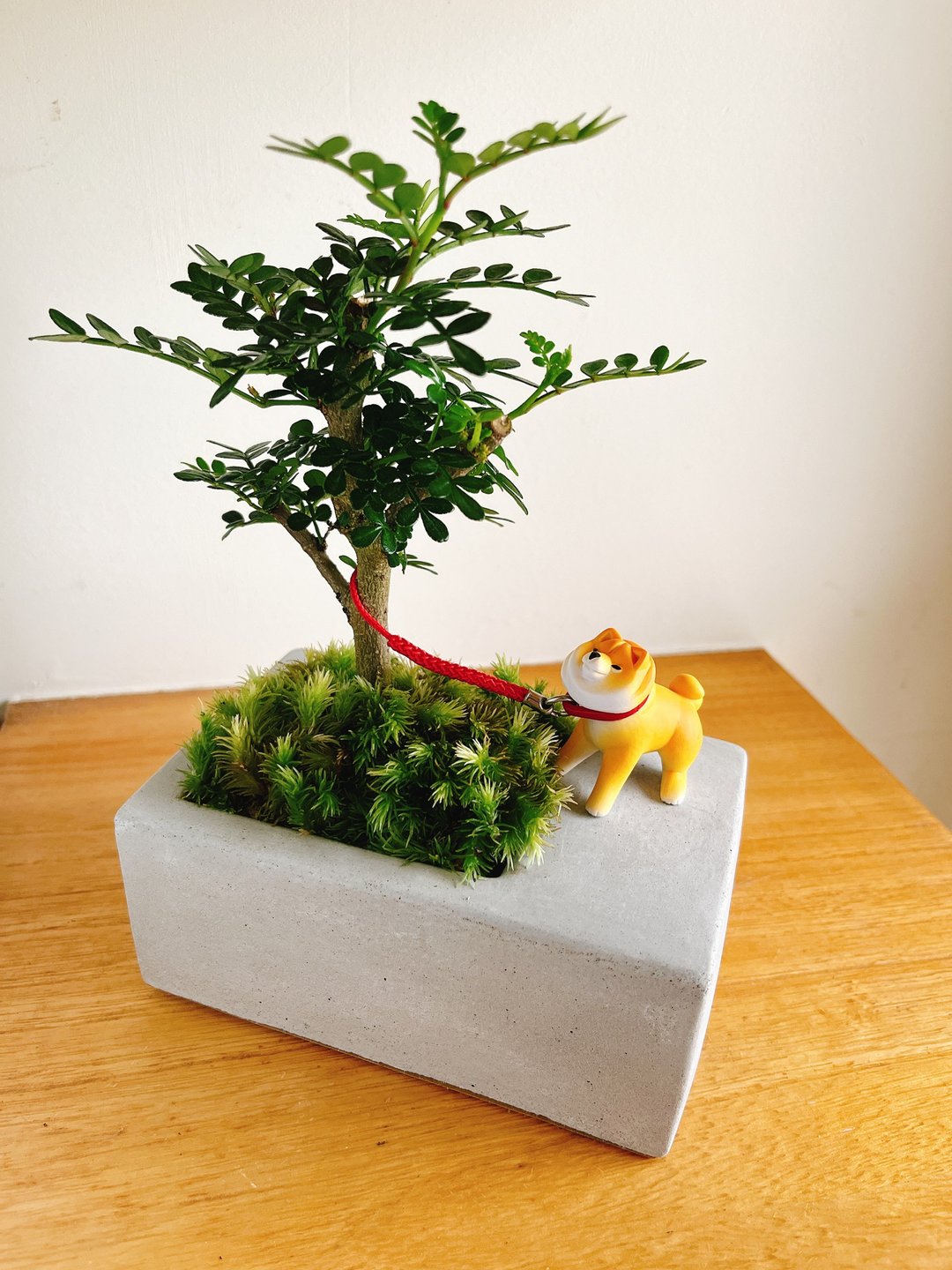 纯自然 任性柴犬 小树 草 长方水泥盆 盆栽 植物 送礼 - 植栽/盆栽 - 植物．花 绿色