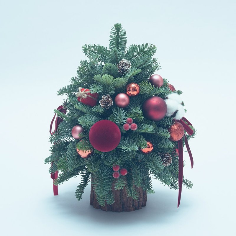 极光冬日新鲜诺贝松圣诞树 圣诞树 圣诞礼物 可干燥 交换礼物 - 干燥花/捧花 - 植物．花 