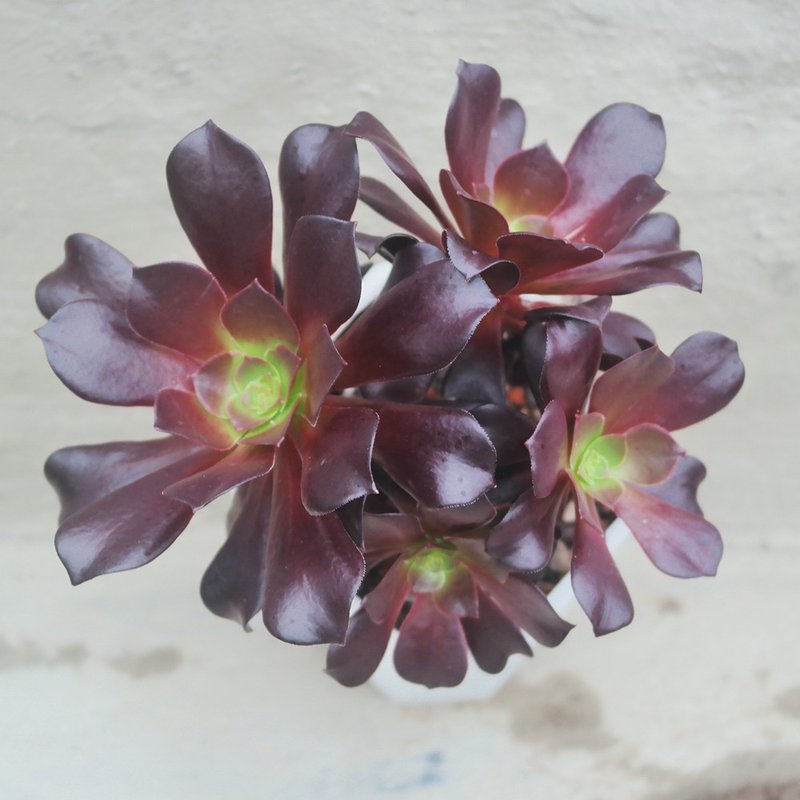 【豆豆多肉】【法师】乔迁│送礼│升迁│多肉植物 - 植栽/盆栽 - 植物．花 