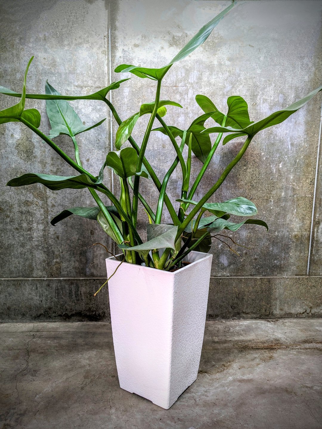 银剑蔓绿绒 Philodendron silver sword - 植栽/盆栽 - 植物．花 绿色