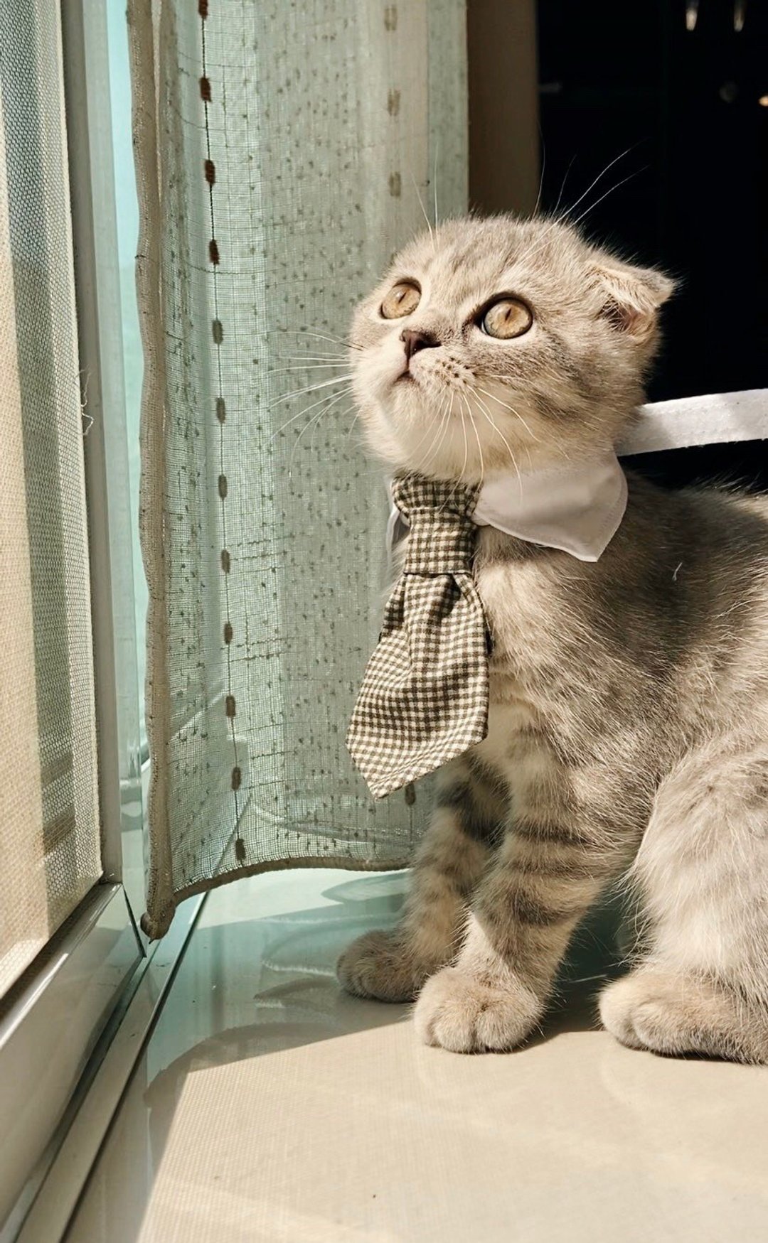 Pet collar Mr.R (Scotch Green) - 项圈/牵绳 - 棉．麻 