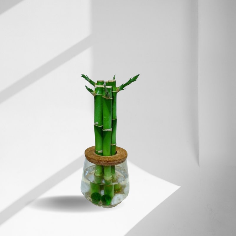 现货 蕨美植栽 室内网美植栽办公室水耕植栽-开运竹+弧形玻璃瓶 - 植栽/盆栽 - 植物．花 