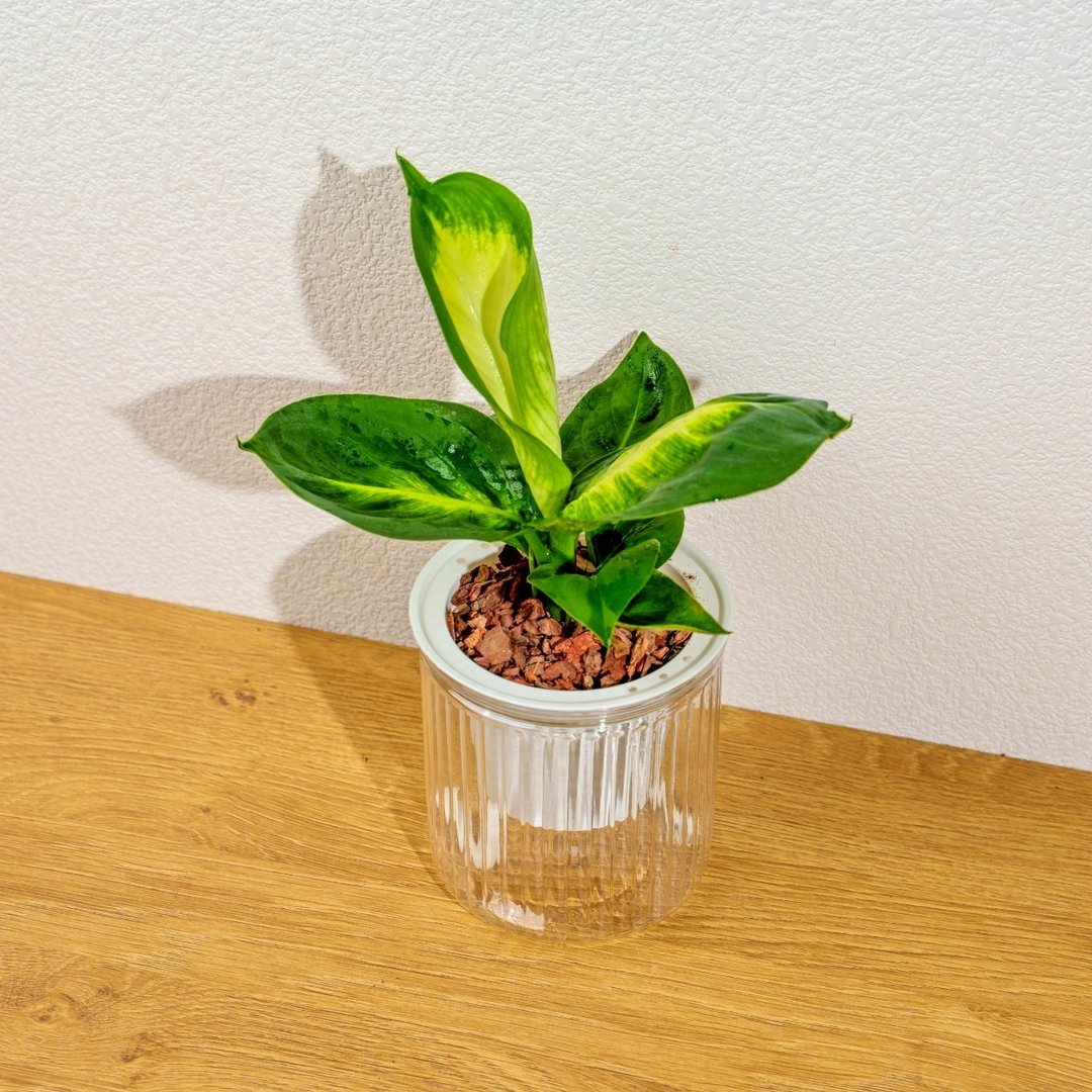 玛丽安黛粉叶 免浇水盆栽 室内植物 观叶植物 礼物 盆栽 - 植栽/盆栽 - 植物．花 透明