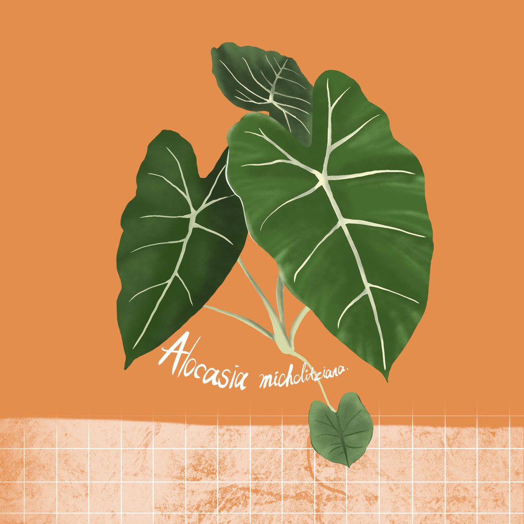 【植物插画订制】把你的植物宝贝变成插画吧/电子档 - 电子手绘真人画像/绘画/插画 - 其他材质 