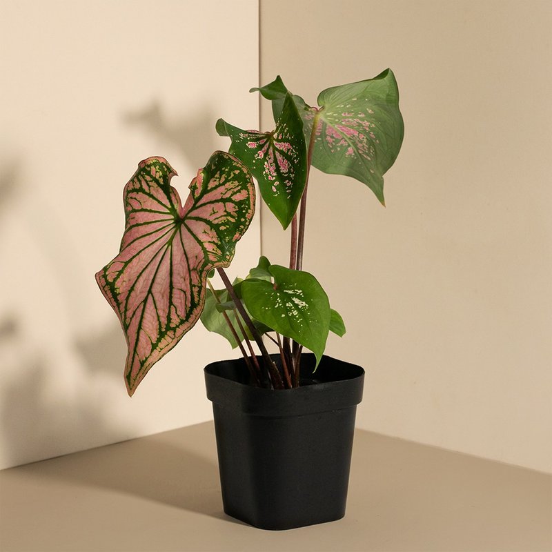 Pink Symphony 彩叶芋-室内植栽 - 植栽/盆栽 - 植物．花 