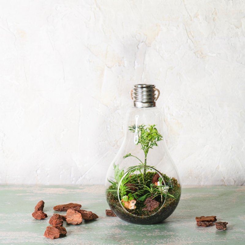 微景观苔藓生态灯泡球 | 室内植物 居家布置 苔藓瓶 - 植栽/盆栽 - 植物．花 