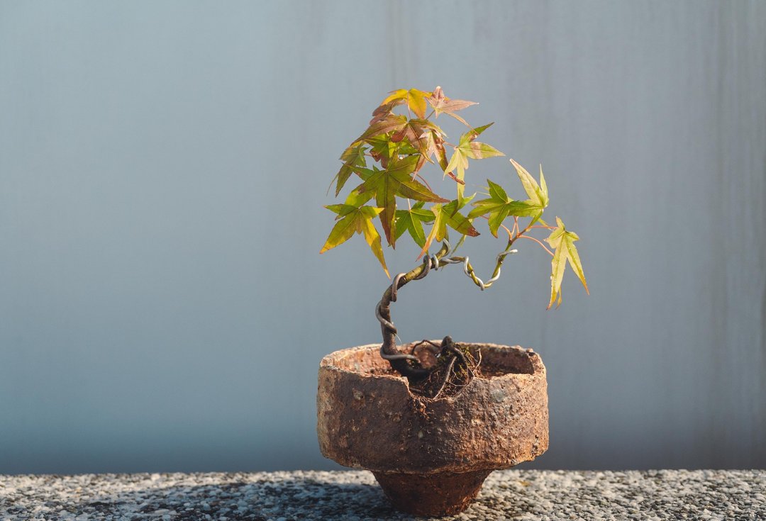 侘寂美学 古窑址匣钵残件搭配枫树文人木 尺寸小巧可以拿在手上 - 植栽/盆栽 - 植物．花 绿色