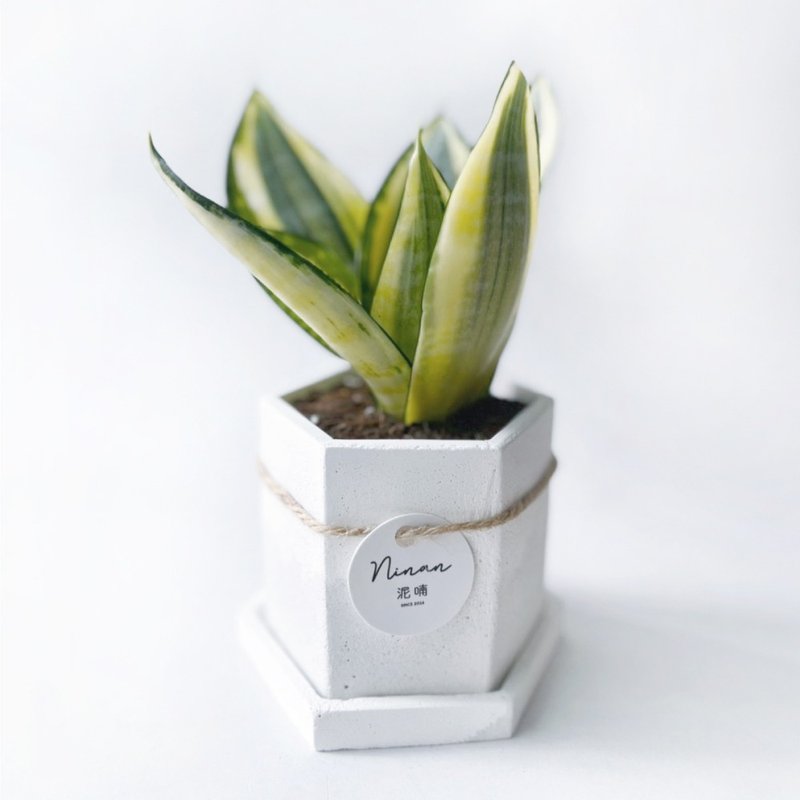 (现货) 白灰渐层系列 | 黄金虎尾兰 净化空气 六边形双色水泥盆栽 - 植栽/盆栽 - 植物．花 灰色