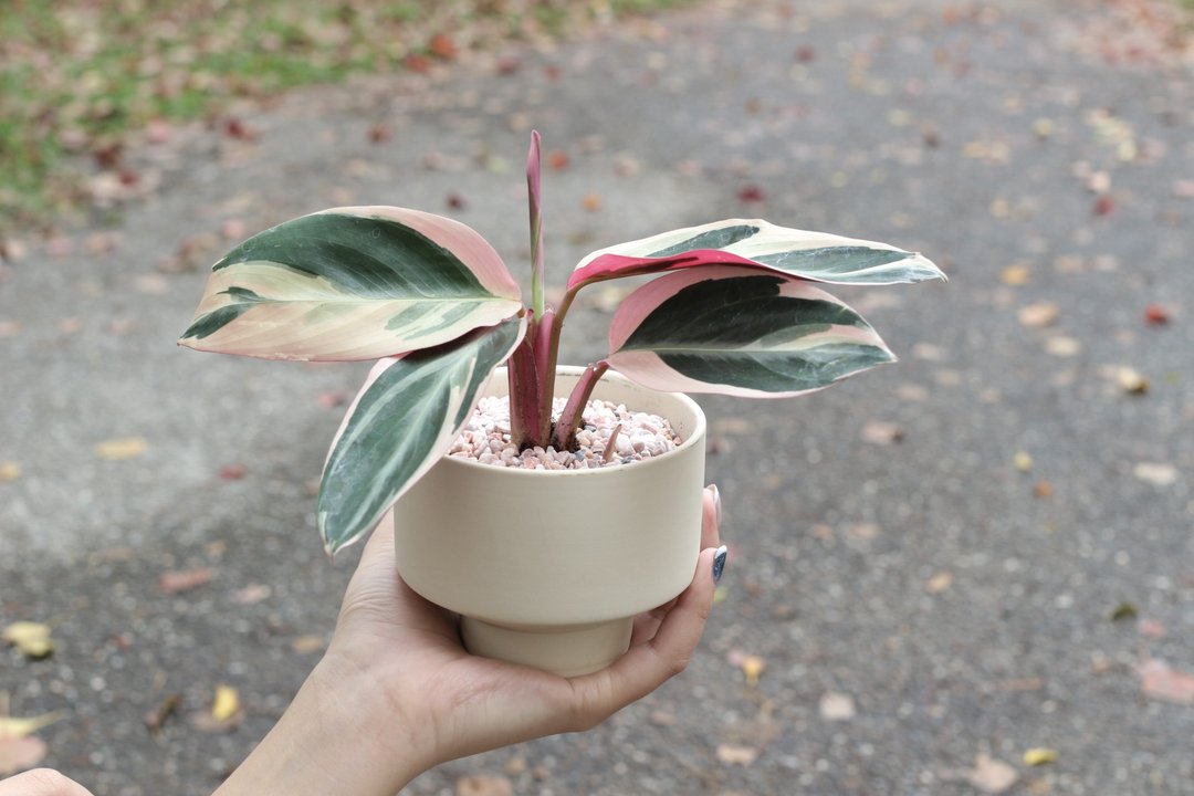 土培植栽│彩虹竹芋_室内植物 办公室盆栽 店内布置 送礼 - 植栽/盆栽 - 陶 