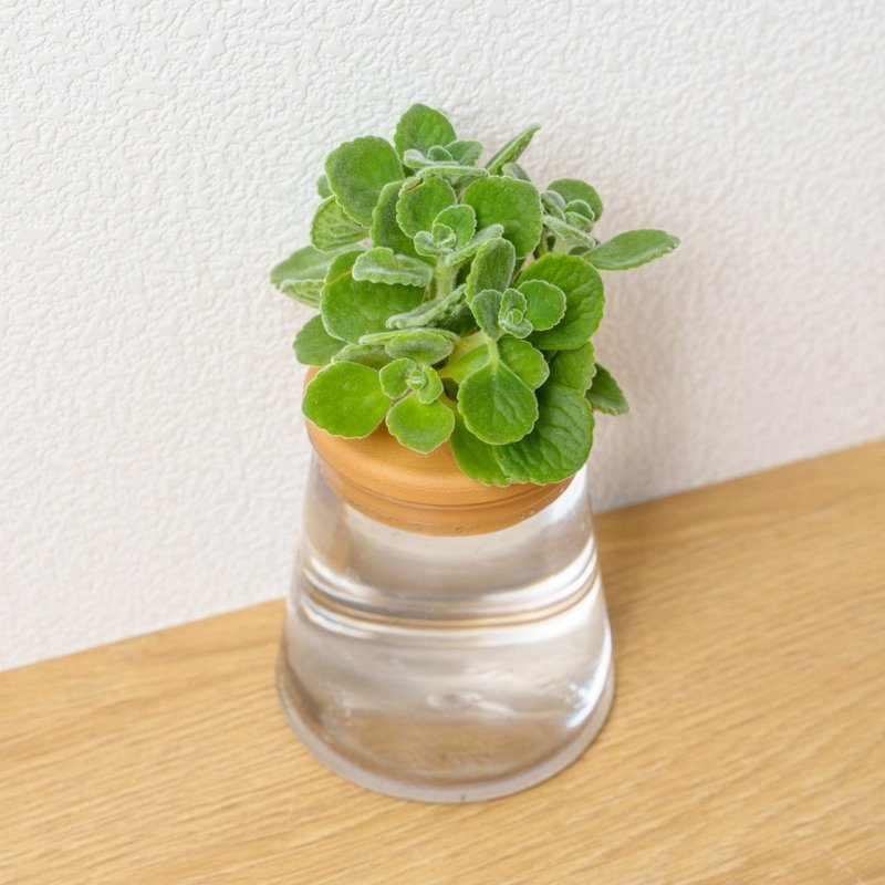 到手香 左手香三角水耕盆栽 室内植物 观叶植物 礼物 多肉植物 香 - 植栽/盆栽 - 植物．花 透明