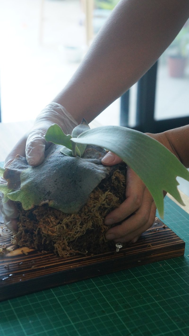 阳台上的鹿角蕨上板课程 - 植栽 - 植物．花 