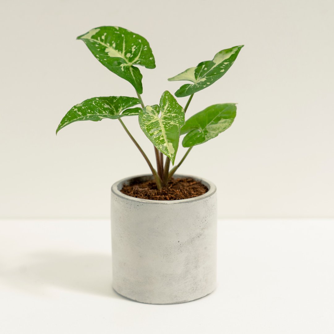 熊猫合果芋│泥作系列│福所栽 - 植栽/盆栽 - 水泥 白色