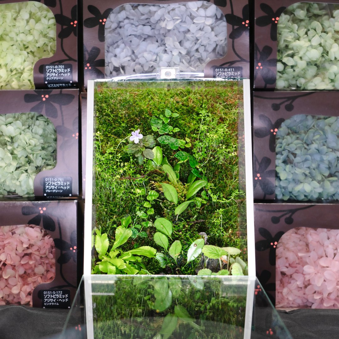 【一人成班】微景观苔藓植生墙 附植物灯 - 植栽 - 植物．花 