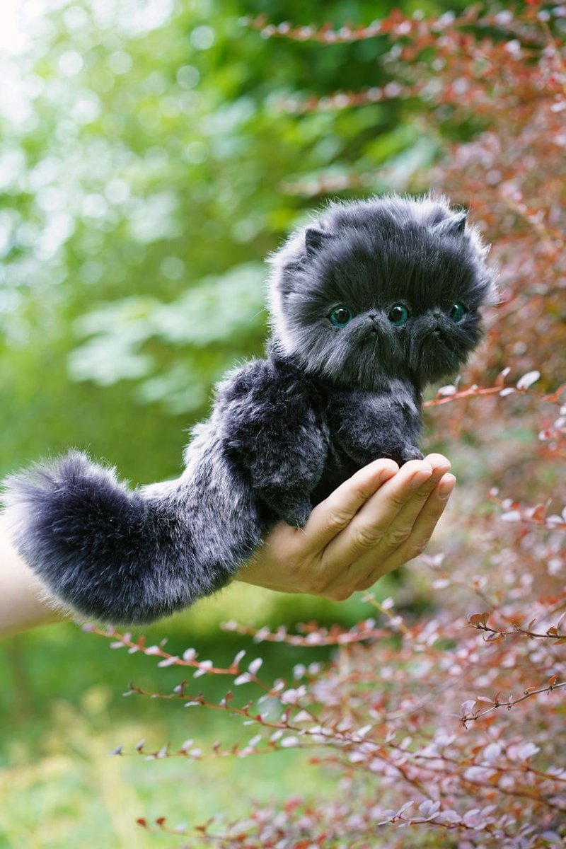 石墨暹罗小猫三眼 - 玩偶/公仔 - 其他材质 灰色