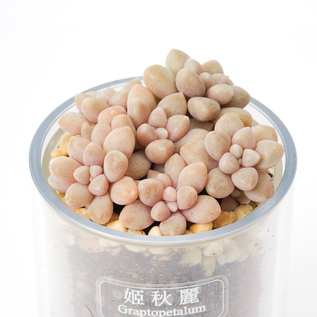 【姬秋丽】多肉 植物 智慧型盆栽罐 | 莳光 - 植栽/盆栽 - 植物．花 