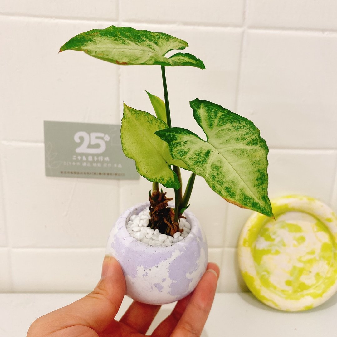 【办公室盆景】合果芋 x 薰衣草斑驳水泥扩香盆栽 开幕盆栽 送礼 - 植栽/盆栽 - 水泥 紫色