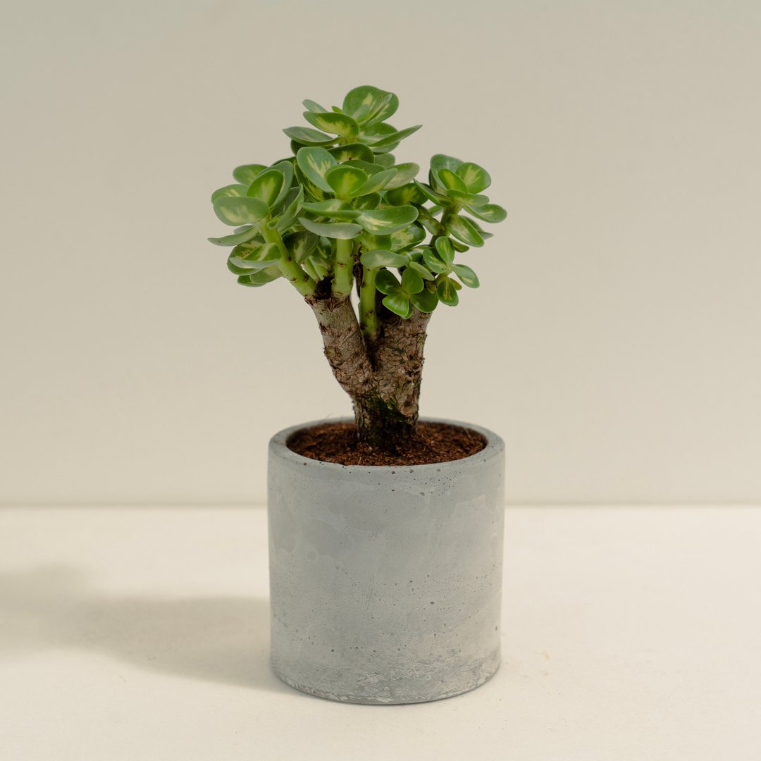 云叶古木锦│泥作系列│福所栽 - 植栽/盆栽 - 水泥 绿色