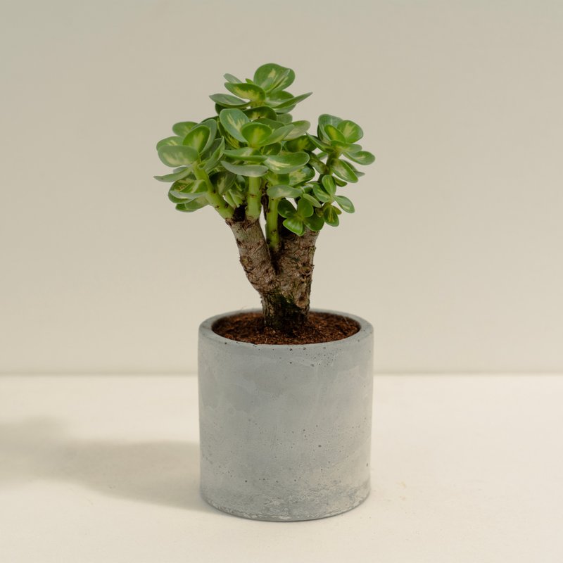 云叶古木锦│泥作系列│福所栽 - 植栽/盆栽 - 水泥 绿色