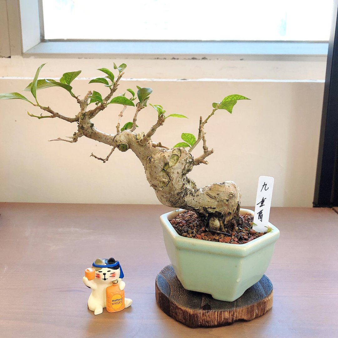 九重葛 Paper Flower - 植栽/盆栽 - 植物．花 