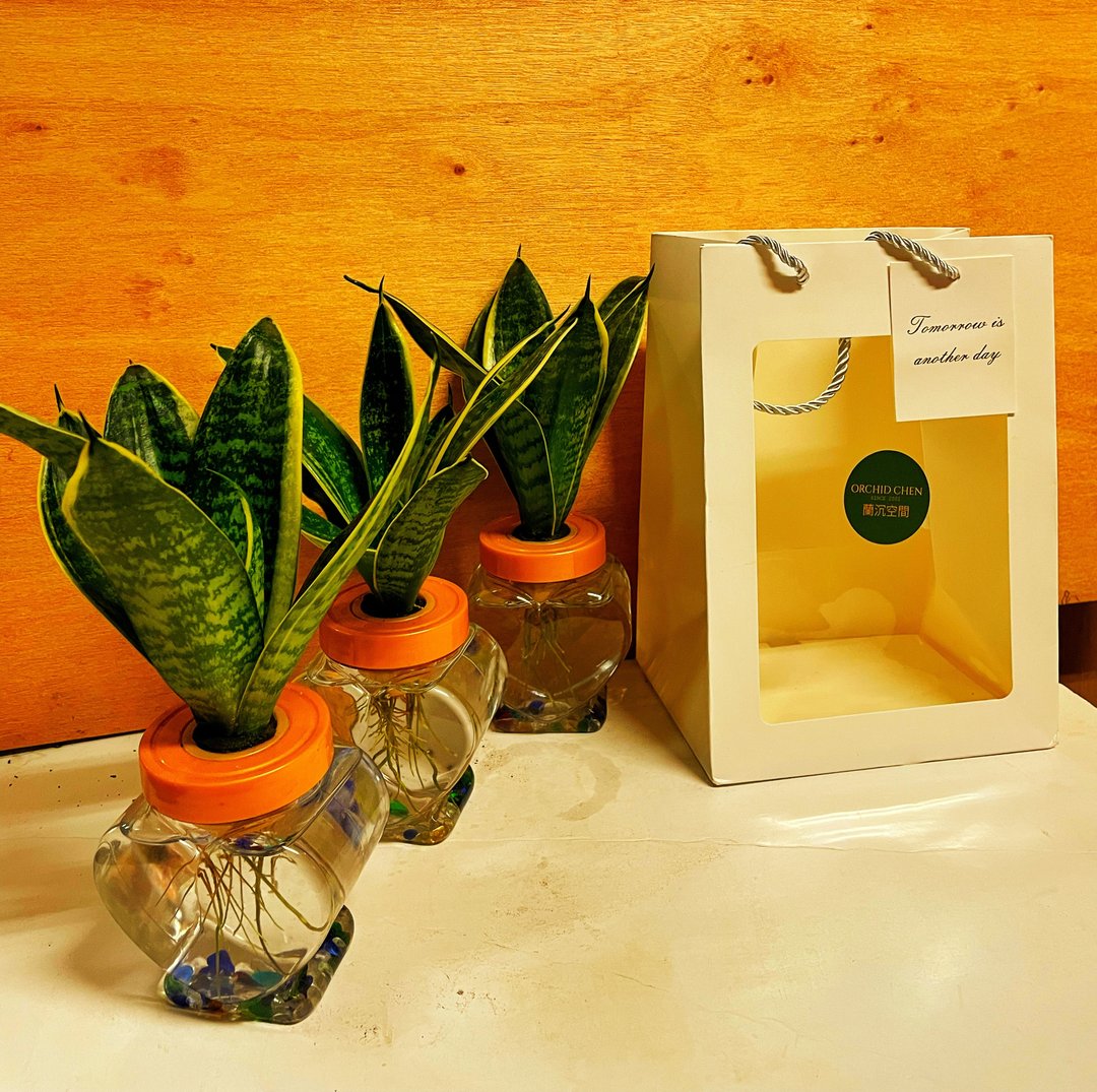 【水植栽系列】虎尾兰造型植物 避邪招财植物 送礼自用摆设 - 植栽/盆栽 - 塑料 