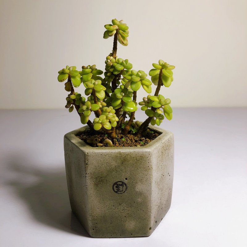 【野草不野-限时贩售】丸叶左手香 / 大六角盆 - 植栽/盆栽 - 植物．花 绿色