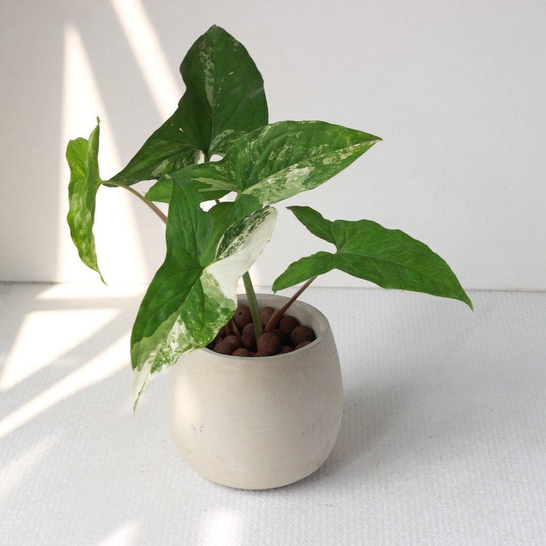 植栽 盆栽l 大理石合果芋 百搭胖U水泥盆  植物山水画般叶片 散光 - 植栽/盆栽 - 水泥 