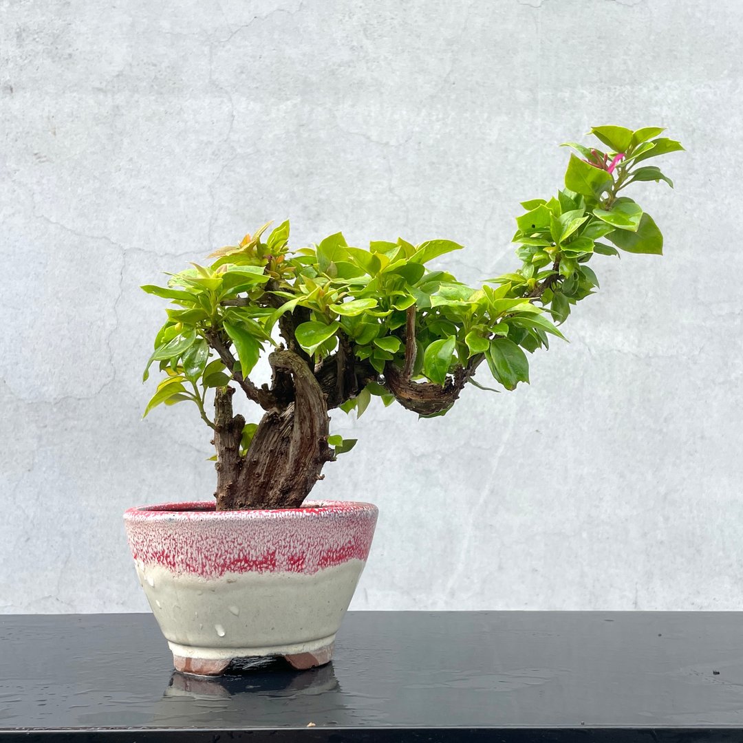 小品盆栽 - 云龙八房九重葛 稀有 - 植栽/盆栽 - 植物．花 