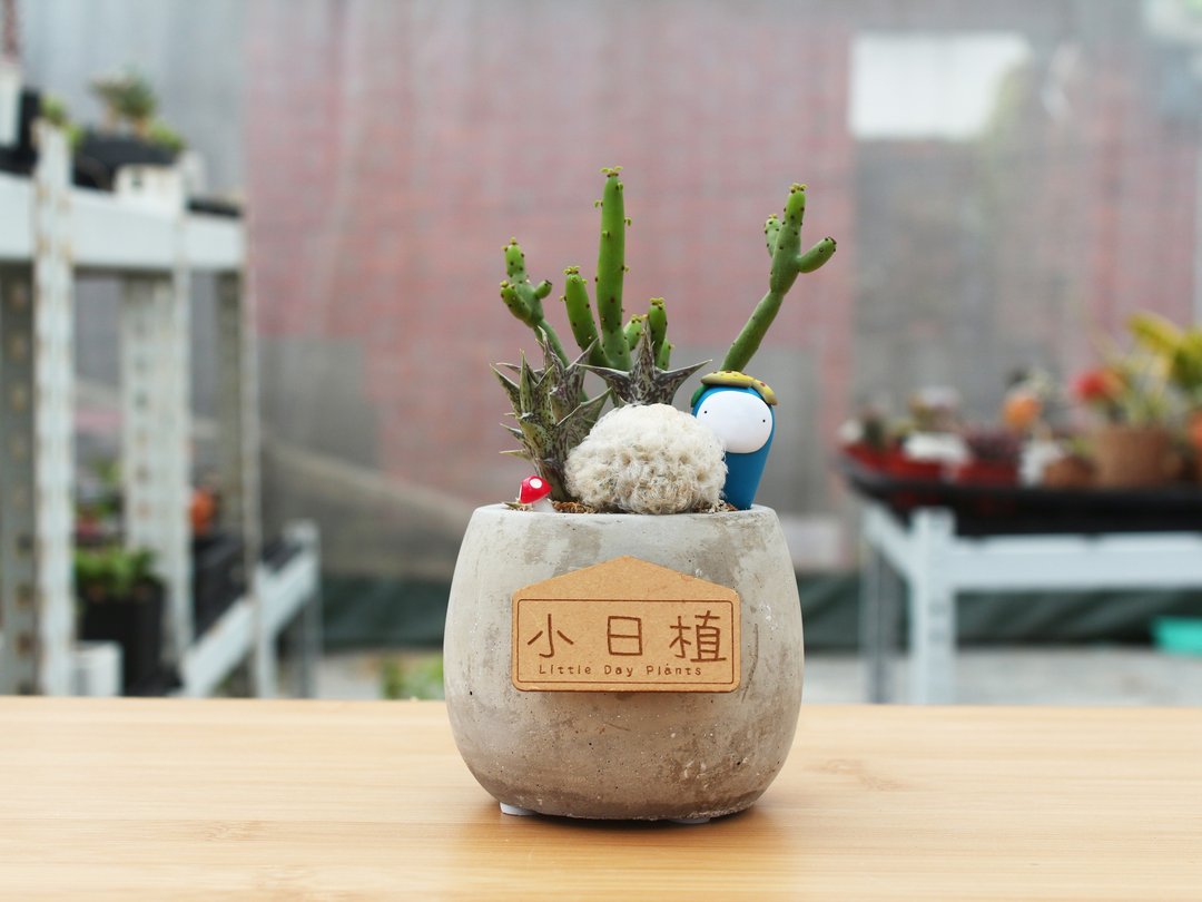 l小日植l 多肉植物 仙人掌雪儿 水泥组盆(蓝日娃) - 植栽/盆栽 - 水泥 灰色