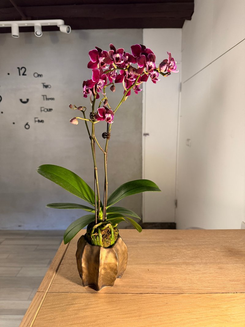 手捏陶盆花器 - 植栽/盆栽 - 陶 