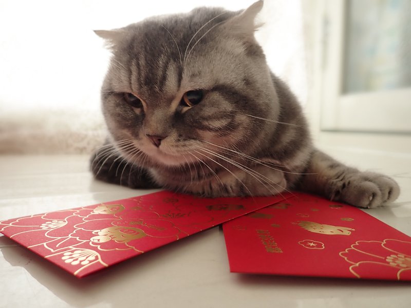 限量烫金红包袋-6入(一包二款 各3入)  买十送一 - 红包/春联 - 纸 红色