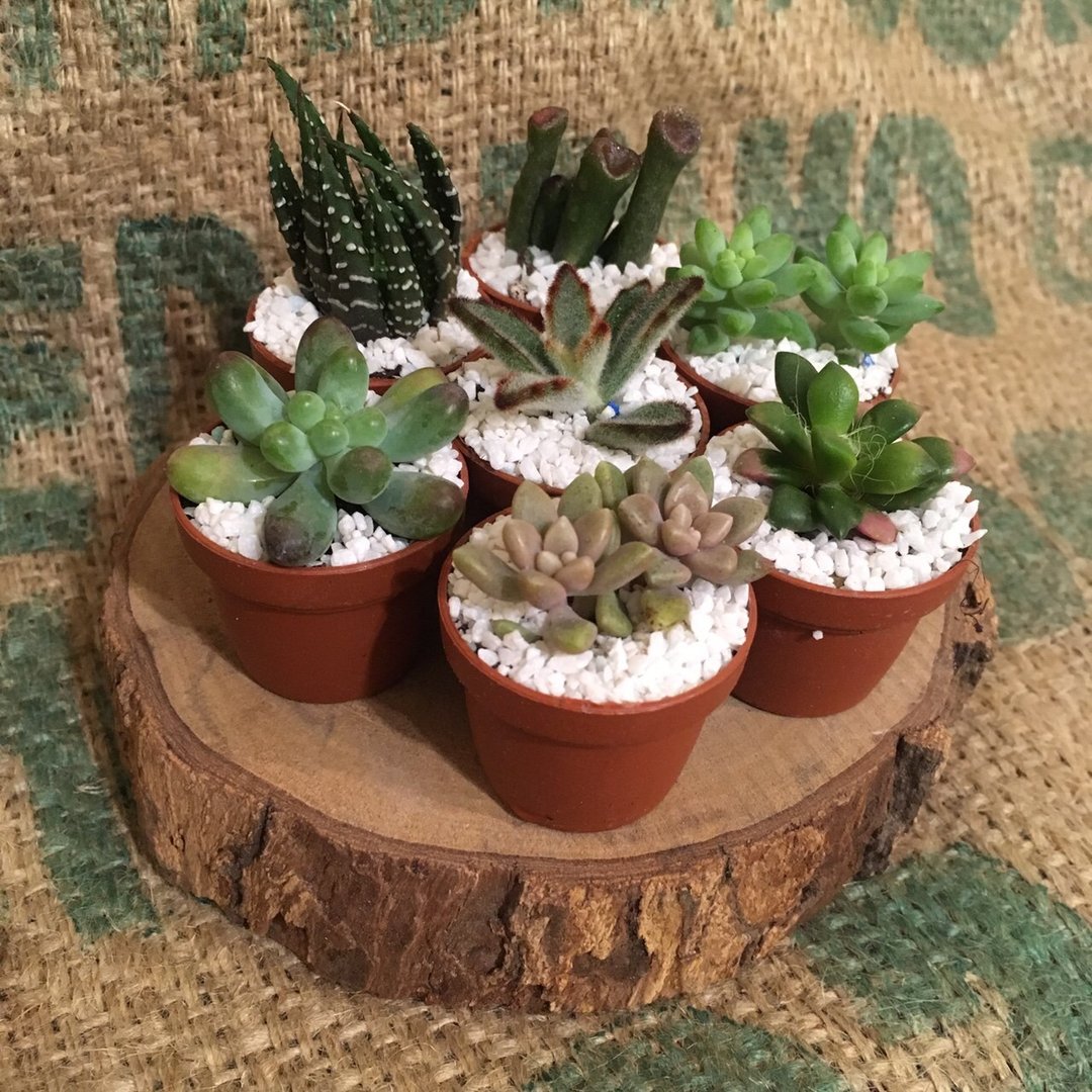 杨立筠订单 - 植栽/盆栽 - 水泥 