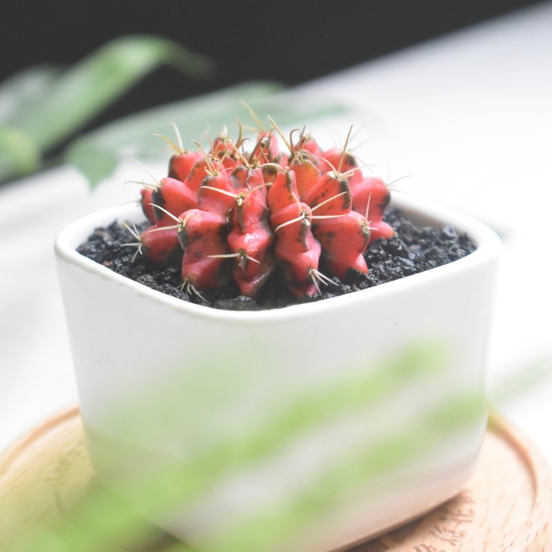 李的绿意花园 绯牡丹锦 仙人掌 多肉植物 阳台 室外 送礼 新手植 - 植栽/盆栽 - 植物．花 透明