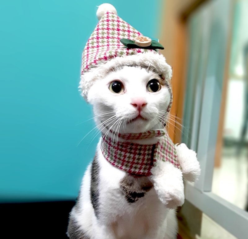 (10%捐公益)缤纷圣诞系列-圣诞帽围巾组(草绿) - 衣/帽 - 棉．麻 绿色