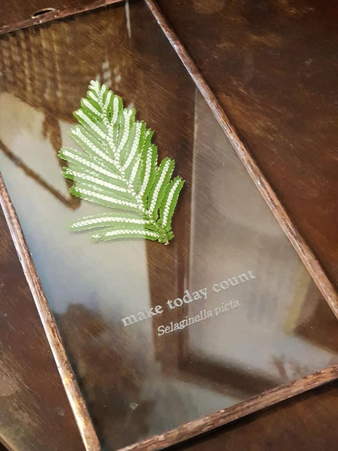 观叶植物图鉴∣黑顶卷柏∣玻璃镶崁∣蕨类标本黑顶卷定制10X15cm - 植栽/盆栽 - 植物．花 