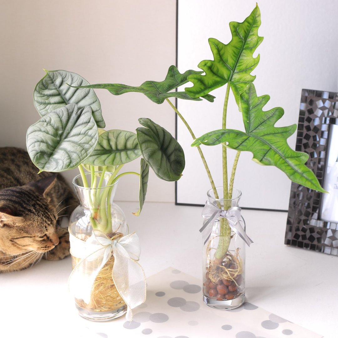 水培植栽│杰克林观音莲_室内植物 办公室盆栽 店内摆设 送礼盆栽 - 植栽/盆栽 - 玻璃 