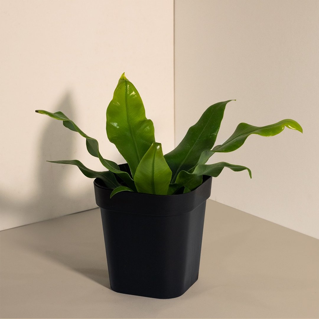 Nest fern 山苏_ 室内植栽 - 植栽/盆栽 - 植物．花 