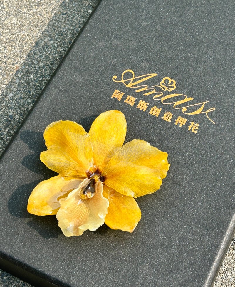 经典黄 嘉德丽亚兰花胸针/真花饰品/兰花饰品 - 胸针 - 植物．花 