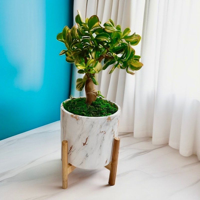大理石质感 花月锦 盆栽 送礼自用开幕新居首选室内外好照顾 - 植栽/盆栽 - 植物．花 