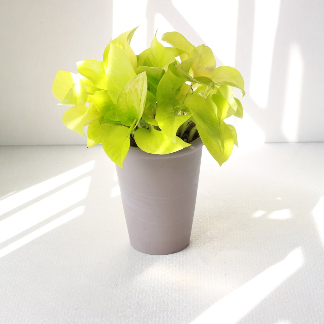 莱姆黄金葛 l 植栽 盆栽 (中盆) 室内植物 办公室盆栽  开幕盆栽 - 植栽/盆栽 - 陶 