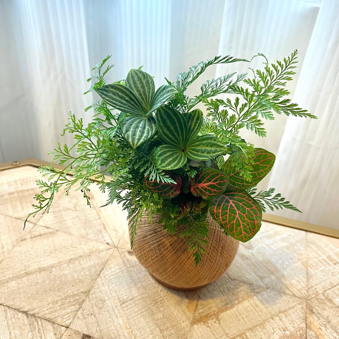 网纹草 手作组合植栽苔球 - 植栽/盆栽 - 植物．花 