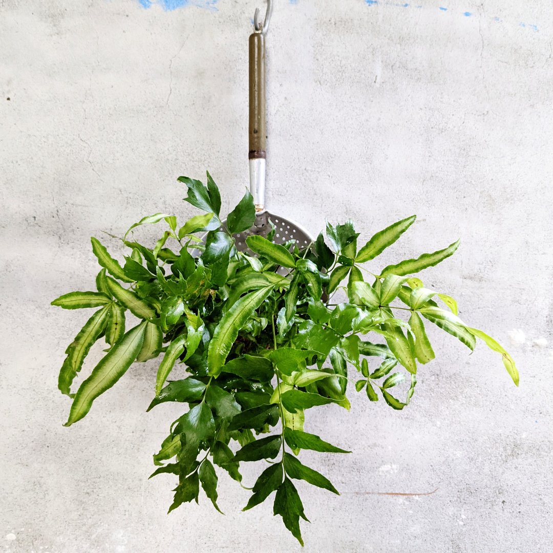 银脉凤尾蕨　全缘贯众蕨　油捞　老件　改造创意植栽 - 植栽/盆栽 - 植物．花 多色