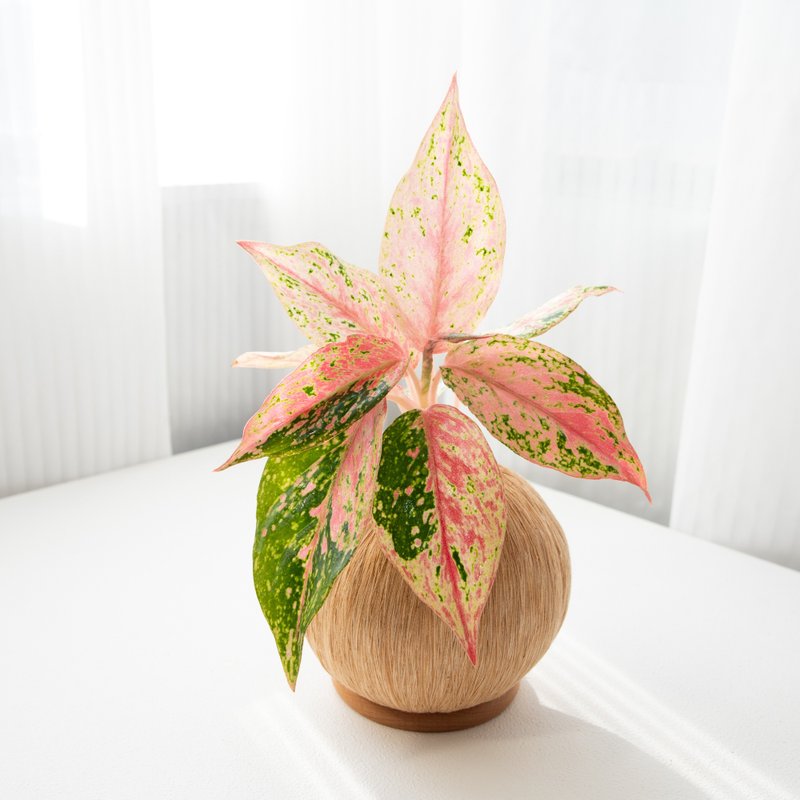 彩云粗肋草 手作植栽苔球 - 植栽/盆栽 - 植物．花 