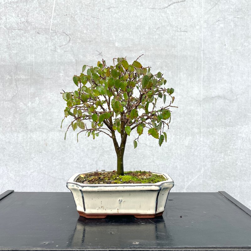 小品盆栽-榉树 多干 盆景 - 植栽/盆栽 - 植物．花 